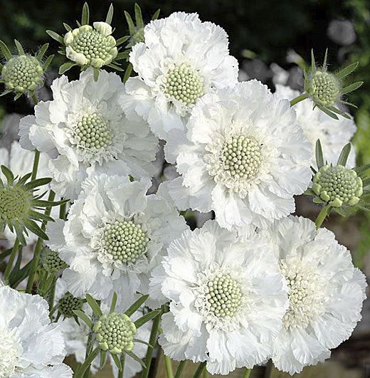 Scabiosa caucasia Fama White -Скабиоза Фама едроцветна бяла (1246)